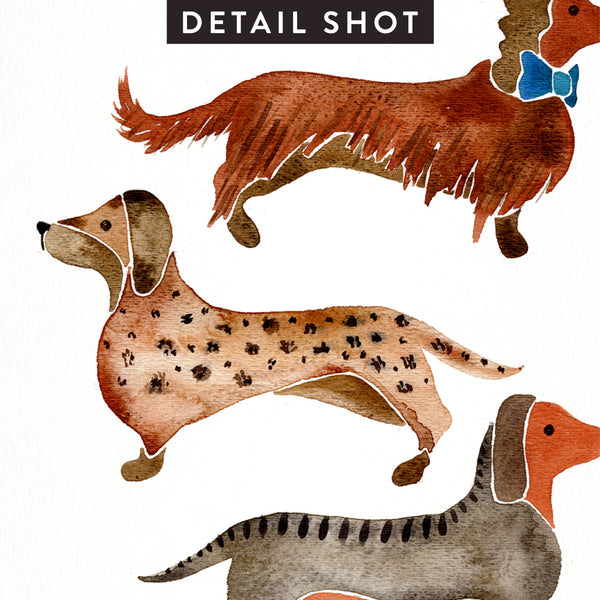Dachshunds – White Background • Art Print