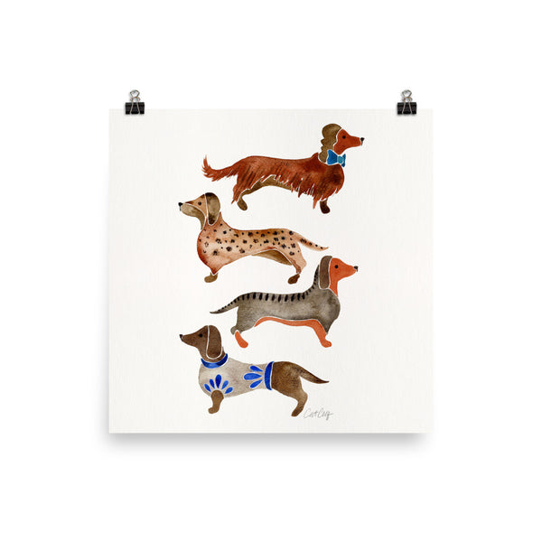 Dachshunds – White Background • Art Print